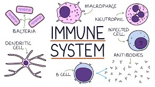 Understanding the Immune System in One Video [upl. by Mungam]