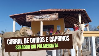 FEIRA DE CAPRINOS E OUVINOS DE SENADOR RUI PALMEIRA AL [upl. by Macguiness]