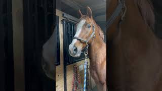 Hilarious Horse Has A Meet Cute With Donkey [upl. by Lan]