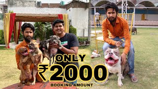 Cheapest Dog Market In Delhi  Only ₹2000  Pit bull American Bully Labrador German Shepherd etc [upl. by Bollinger]