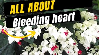 How to grow and care Bleeding heart vineChlerodendrum [upl. by Joaquin]