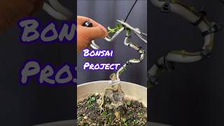 MEMBUAT BONSAI BUNJIN  bonsai style [upl. by Malvina]