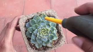 OIL BASED FUNGICIDE SPRAY ON SUCCULENTS WITH FARINA  SUCCULENT CARE TIPS [upl. by Delle363]