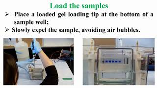 Loading Protein Samples in SDSPAGE Protocol [upl. by Dolph]