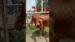 Cow unloading Big size Cow Cow video Part 4 shorts [upl. by Jammal]