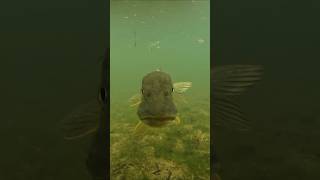 What is this pike doing  pike perch fishing underwater [upl. by Assirat531]