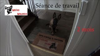 Séance de travail  Malinois 2 mois [upl. by Nawrocki]