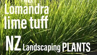 Lomandra “Lime Tuff”  Popular NZ landscaping plant [upl. by Atkinson]