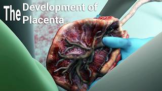 development of the placentalabor and delivery  birthembryologyplacental maternal side formation [upl. by Boyer851]