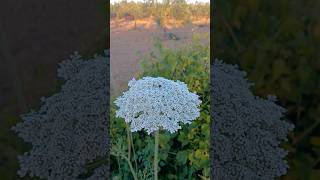 Daucus carota acenoria zanahoria silvestre lasplantasdeteresa flores plants flowers [upl. by Eppesuig]