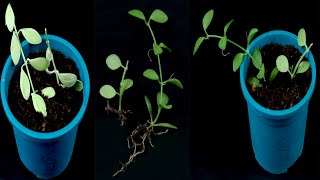 How to propagation Dischidia nummularia String of nickels plant from cutting [upl. by Llechtim]