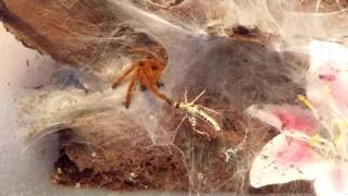 Pterinochilus murinus OBT feeding [upl. by Nisse]