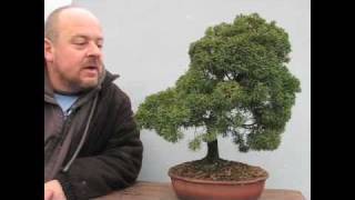 Bonsai YOU Can Make At Home [upl. by Ecnedac]