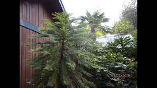 Wollemia Pine on Salt Spring Island [upl. by Aisiat]