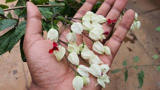 The BleedingHeart Vine Care  Clerodendrum Thomsoniae [upl. by Zapot]