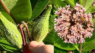 Wild Food Foraging Common Milkweed [upl. by Emerald]