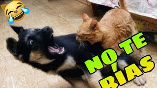 🤣 Si te RÍES Pierdes Mascotas Graciosas 🐶😺 Intenta NO Reír con Animales Chistosos [upl. by Mellisent61]