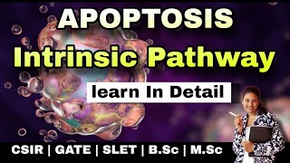 APOPTOSIS  Programmed Cell Death INTRINSIC PATHWAY MSc Classes  Cellular Communication [upl. by Nauwaj502]