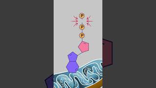 Does Breaking Chemical Bonds Release Energy ATP Explained [upl. by Tuorah]