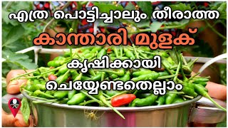 ഇടയില്ലാതെ തിങ്ങി നിറഞ്ഞു വളരാൻ  Kanthari mulaku krishi malayalam  Prs kitchen  Red chilly [upl. by Rod]