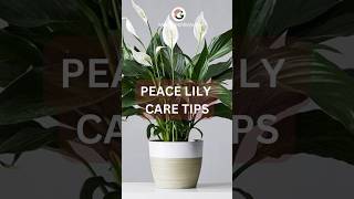 Peace Lily Care Tips indoorplant plantcare [upl. by Upali]