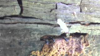 capenter ants eating the woodMOV [upl. by Maloy]