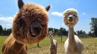 Alpaca Spitting  Funny and Cute Alpaca amp Llama Videos Compilation [upl. by Ahsam]