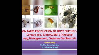 quotMass multiplication of Corcyraamp bioagentsTrichogrammaReduvid bugChelonus blackburni quot [upl. by Granville]