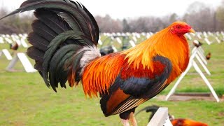 ROOSTER CROWING 🐓 Rooster Sound Videos [upl. by Sianna]