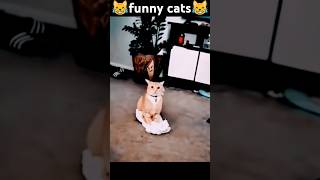 what are you doing😹funny pets catcomedy catvideos catcatshorts funnyanimal catloverfunnycat [upl. by Levina]