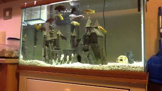 African Cichlids Feeding Time Mysis Shrimp amp Pelets [upl. by Hayden]