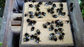 Bombus terrestris in nestbox 14 [upl. by Lean]