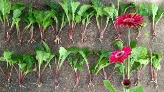 how to divide and propagate gerbera daisy plant  gerbera  daisy [upl. by Andrea]