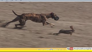 very fast greyhound chasing brown hares [upl. by Acirrej]