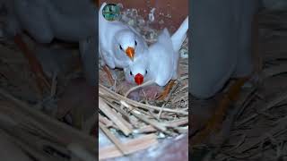 Finch Bird Egg Hatching And Baby Chicks birds birdslover finch finchbirds [upl. by Reffinnej]