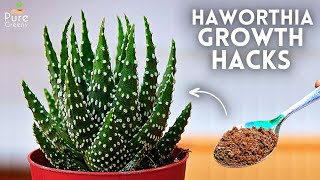 7GROWTH HACKS Haworthia Plant Care amp Propagation 100 SUCCESS [upl. by Ahsinyar]