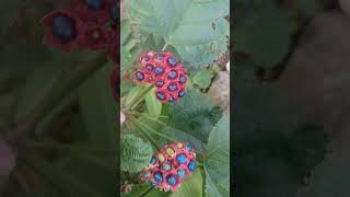 Clerodendrum glandulosum  oyin tape in Galo dialect [upl. by Aicekat]