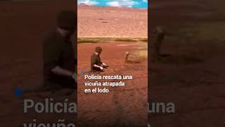 Policía rescata una vicuña atrapada en el lodo [upl. by Aved]