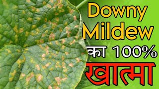 Downy mildew control  डाउनी मिल्ड्यू का 100 कंट्रोल best fungicide to control downy mildew [upl. by Rebel]