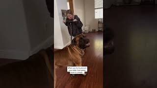 My Dog Tries to Stop his bestie leaving for college dog dogs cutedog [upl. by Hound868]