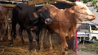 cow videos funny cow jump from truck at the marketfunny cow mooing sound video for kids [upl. by Amann]