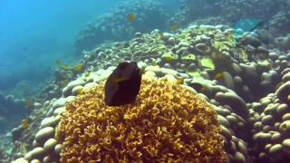 Diving Batu Malang Tioman Island Malaysia [upl. by Reiner]