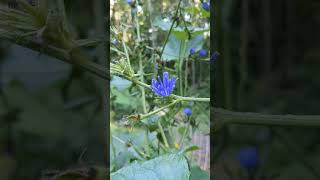 Cichorium intybus  Chicory  Off Grid Gardening [upl. by Scheer]