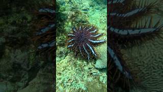 Most Venomous Starfish In The World [upl. by Ettigirb182]