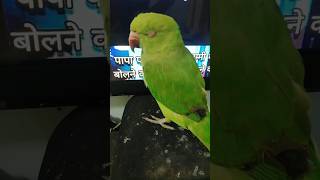 mitthu ko nind arhi shorts ytshorts viral birds parrot [upl. by Neetsirhc940]