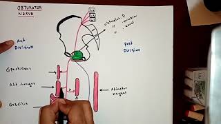 Obturator Nerve ✍️✍️By Ahmed Belhaj [upl. by Swainson533]