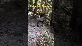 Lots of wildlife in chamonix right now 🏃‍♂️ chamonix wildlife trailrunning outdoorsy [upl. by Anilahs]