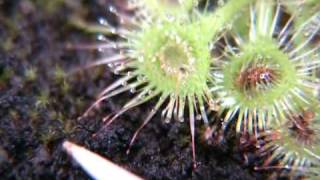 Drosera glanduligera snaptentacles [upl. by Ayenet253]