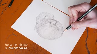 How To Draw a Dormouse [upl. by Eerb193]