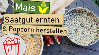 Mais Saatgut ernten 🌽 Von der Pflanze zum Saatgut 🌱  daraus Popcorn selber machen 🍿 Saatenvielfalt [upl. by Ecneralc]